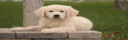 Golden Retriever dogs for sale: Norah - Ad 5