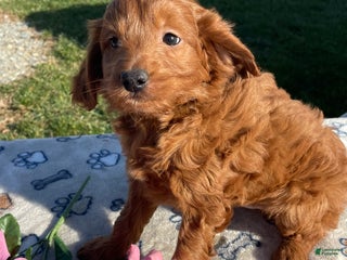 Pudelpointer dogs - Ad 3