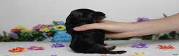 Cockapoo dogs for sale: Toffee  - Ad 8