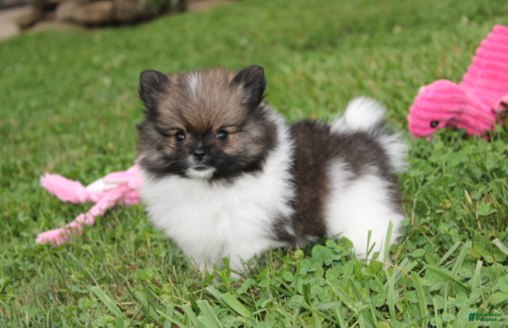 Pomeranian dogs Juno - Ad 2
