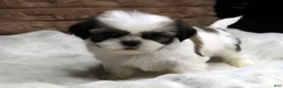 Shih Tzu dogs for sale: Ollie - Ad 5
