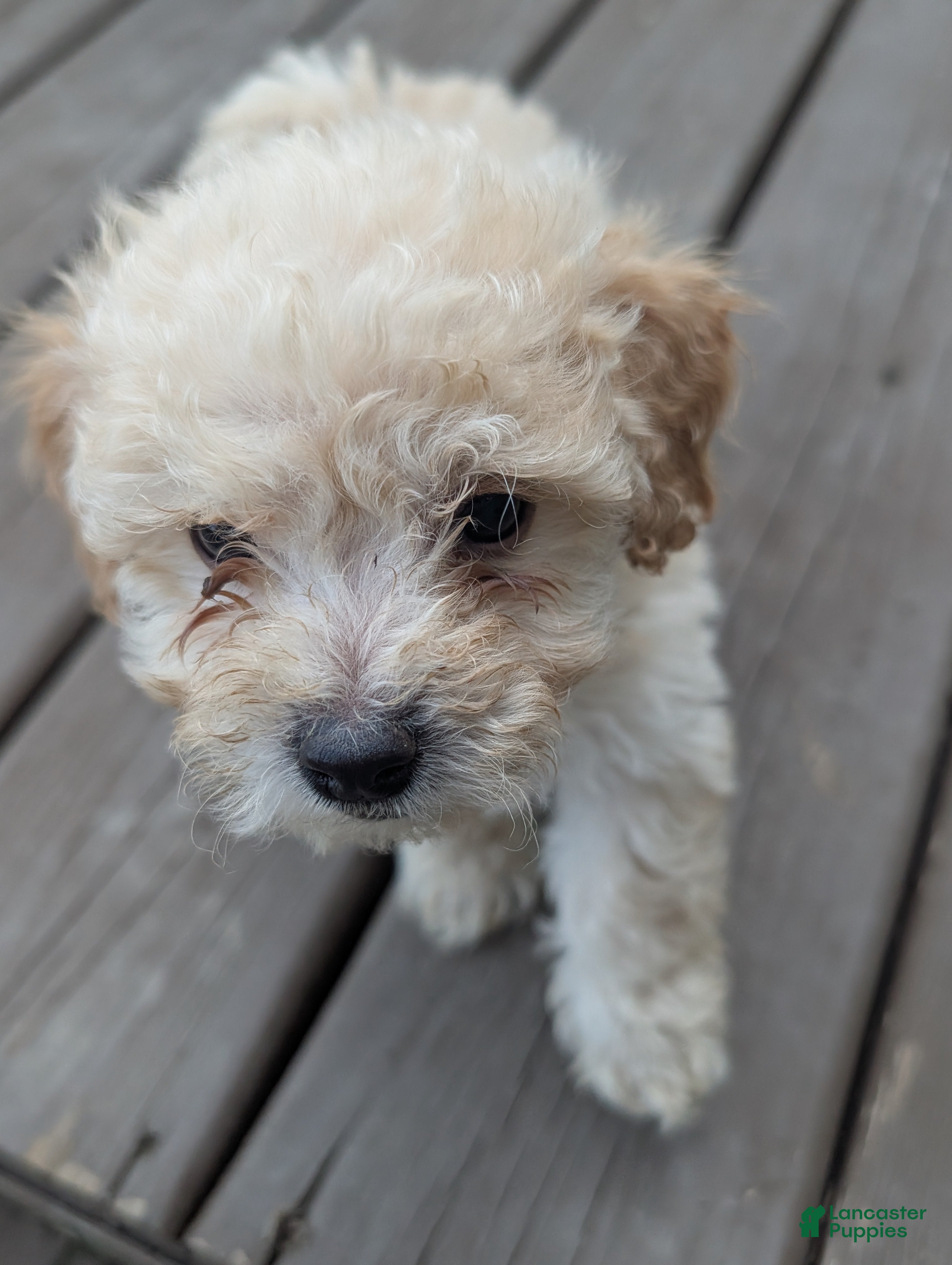 Bichpoo dogs Booker - Ad 2