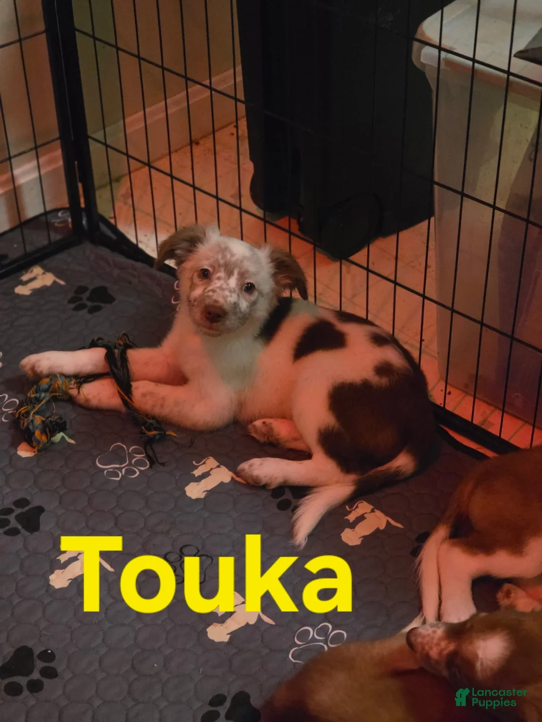 Border Collie dogs for sale: Touka - Ad 1