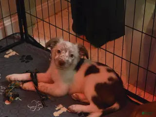 Border Collie dogs Touka - Ad 36