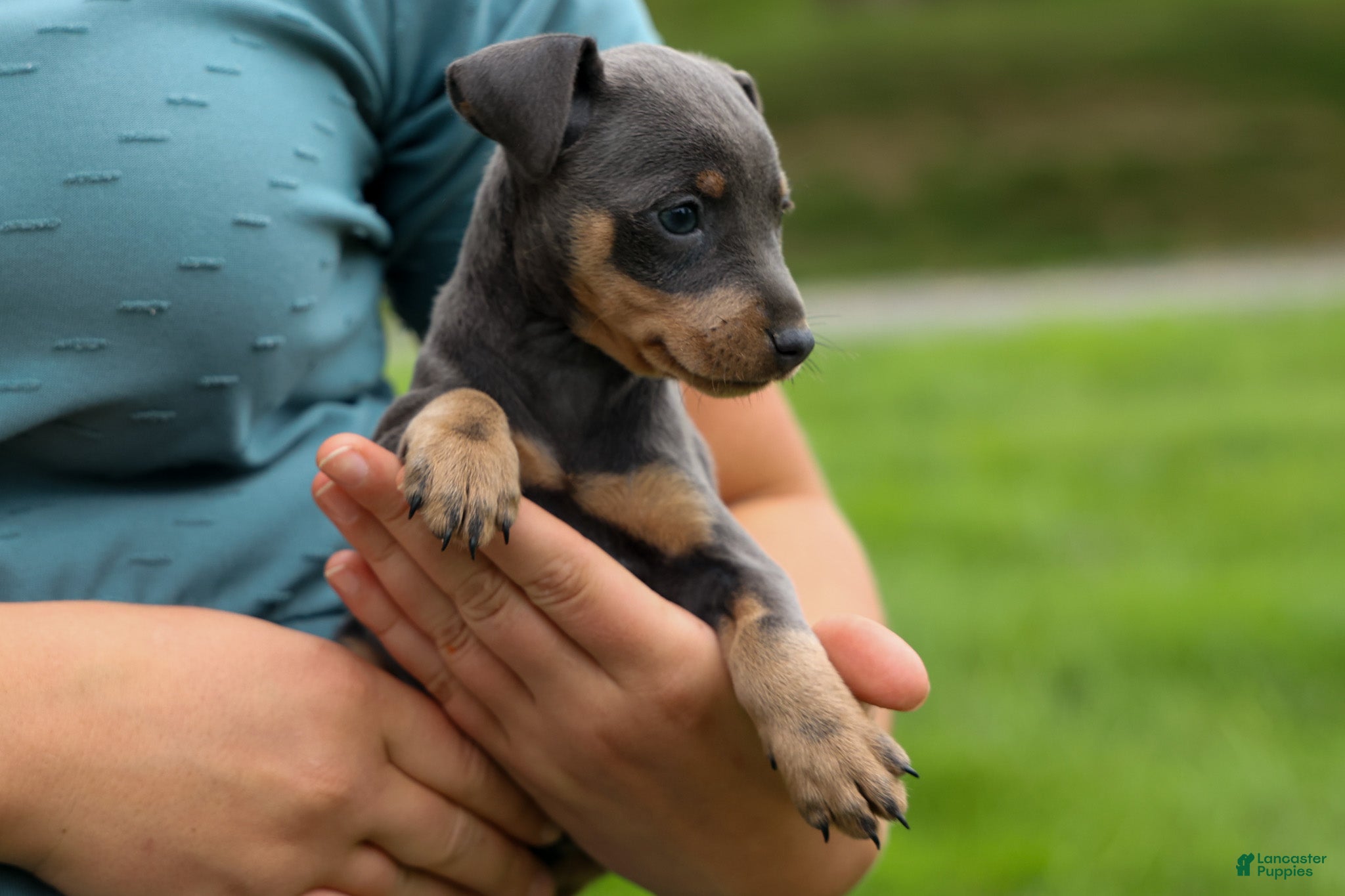 Miniature Pinscher dogs ABBY - Ad 2