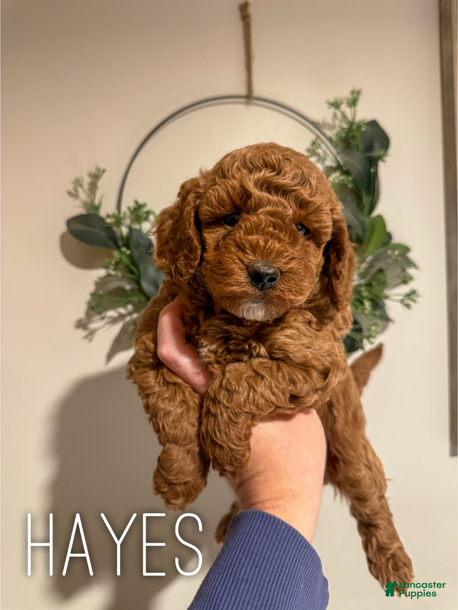 Cavapoo dogs Hayes - F1b - Ad 2