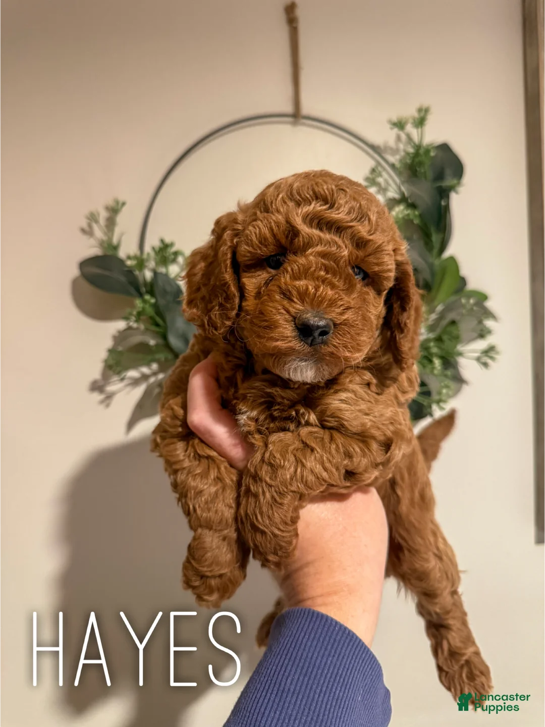 Cavapoo dogs for sale: Hayes - F1b - Ad 2