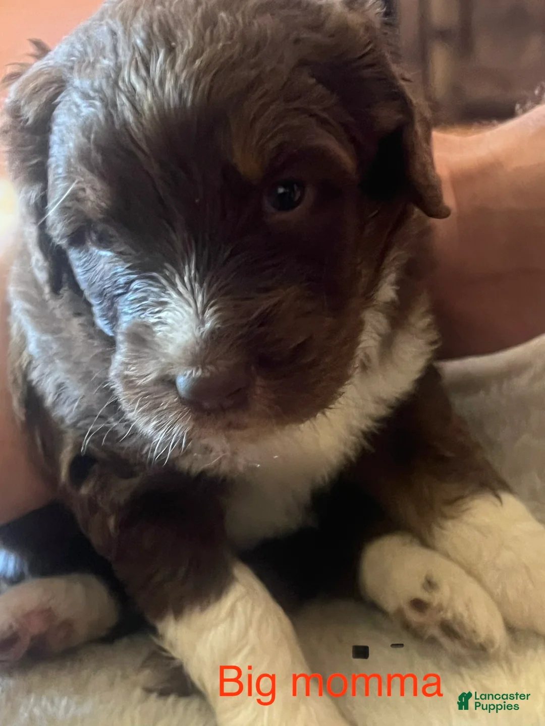 Aussiedoodle dogs for sale: Aussiedoodle 5 - Ad 2
