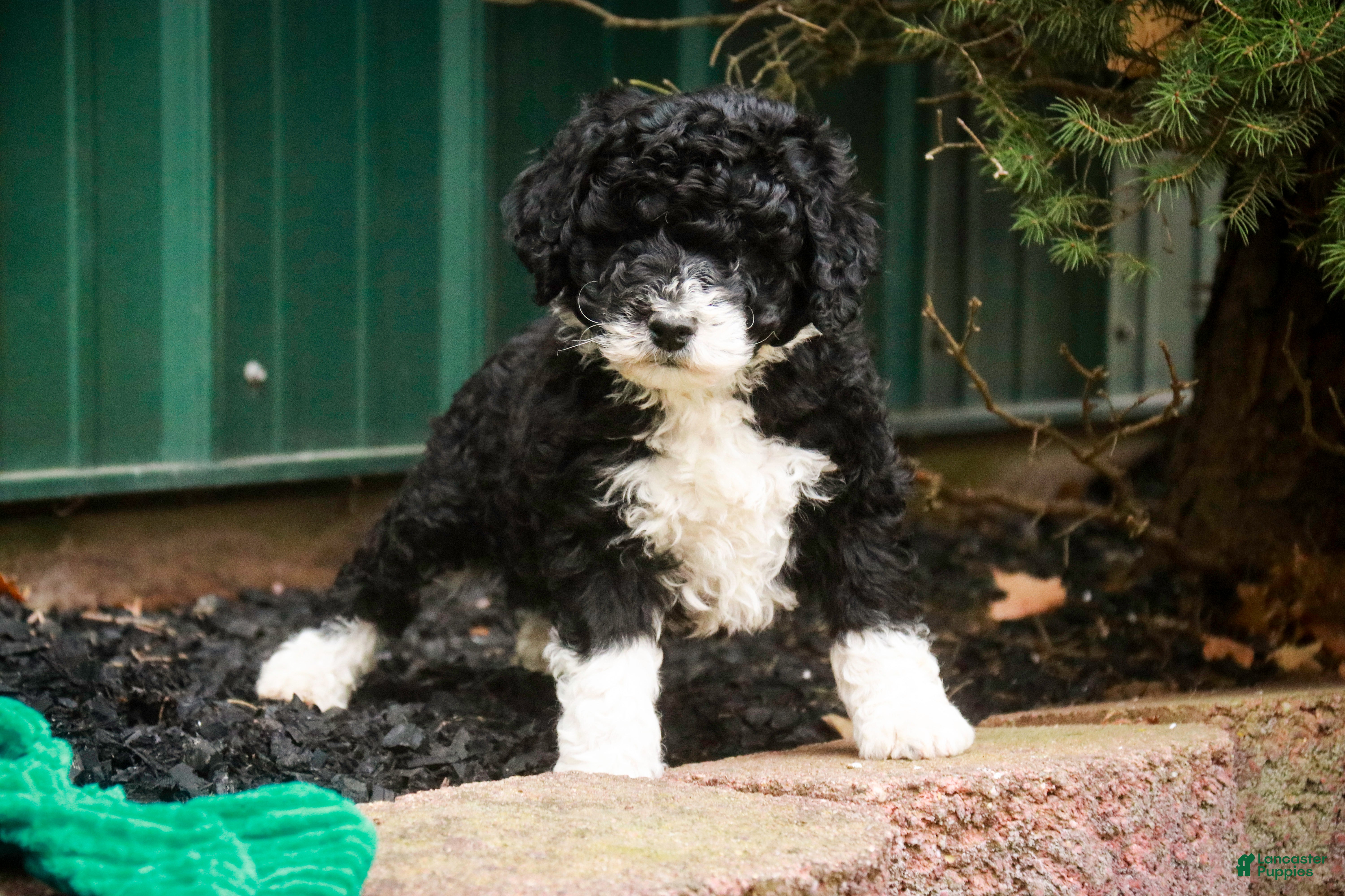 Mixed Breed dogs Quinn - Ad 27