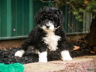 Mixed Breed dogs Quinn - Ad 29