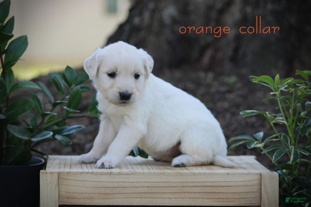 Golden Retriever dogs for sale: Golden Retriever Orange Collar - Ad 1