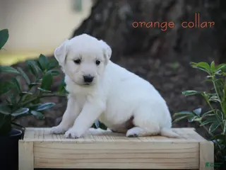 Golden Retriever dogs Golden Retriever Orange Collar - Ad 17