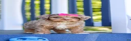 Cavapoo dogs for sale: Tulip - Ad 7