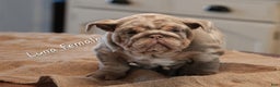 English Bulldog dogs for sale: English Bulldog Puppy 2 - Ad 5
