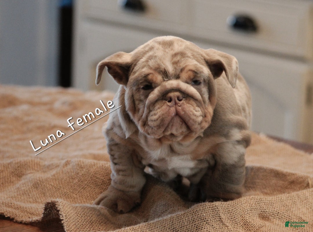 English Bulldog dogs for sale: English Bulldog Puppy 2 - Ad 5