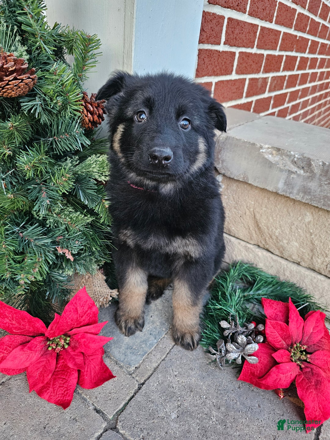 German Shepherd dogs for sale: Sadie - Ad 5