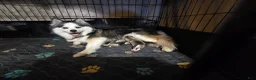 Pomsky dogs for sale: Black mini - Ad 14