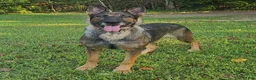 German Shepherd dogs for sale: Ashe - Ad 3