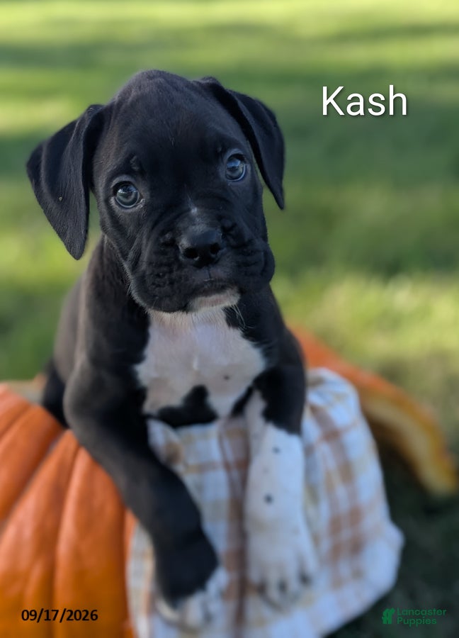 Boxer dogs for sale: Kash - Ad 3
