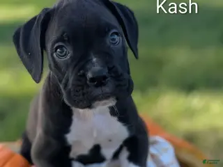 Boxer dogs Kash - Ad 1