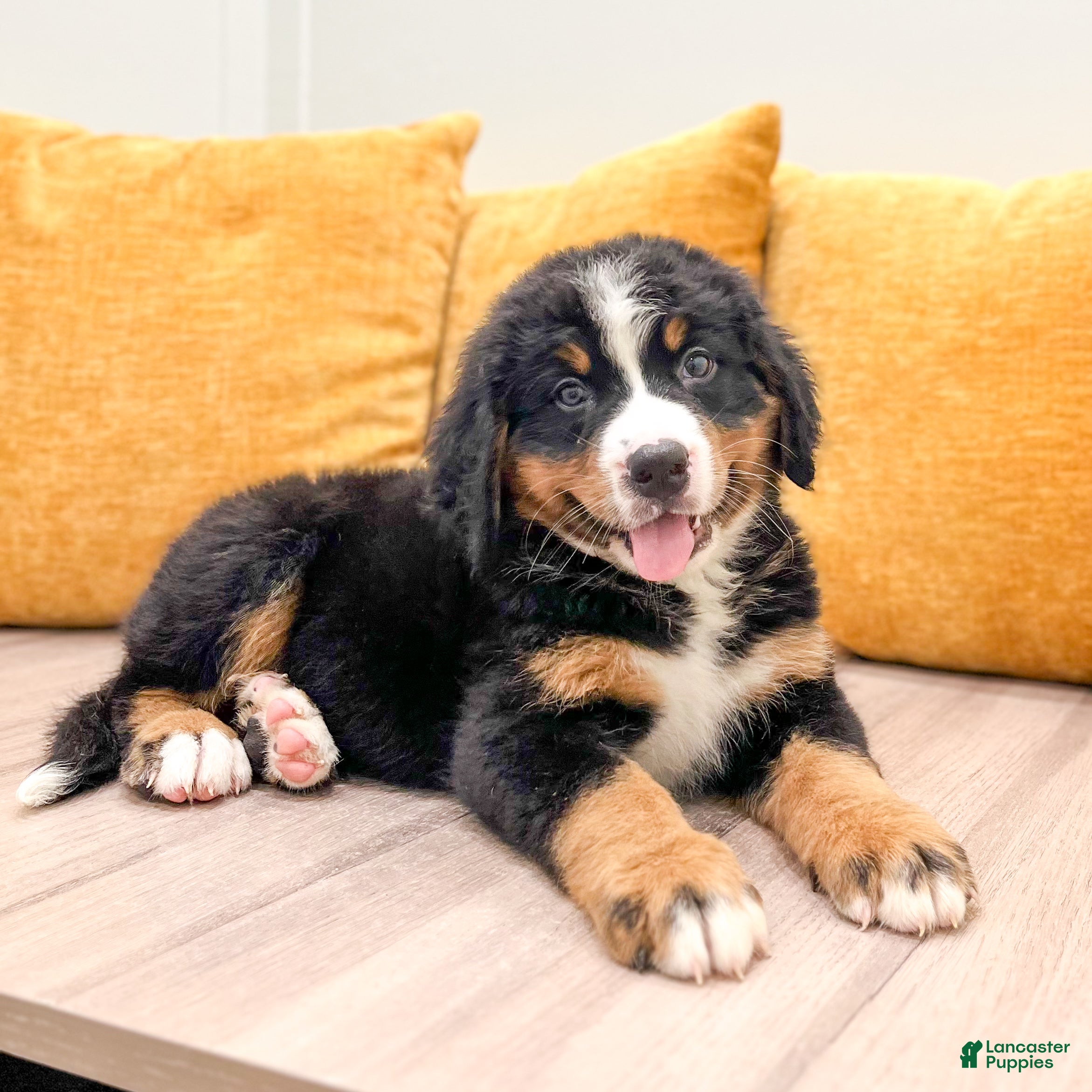 Bernese Mountain Dog dogs Katy - Ad 2