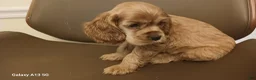 Cocker Spaniel dogs for sale: Cocker Spaniel Puppy 2 - Ad 2