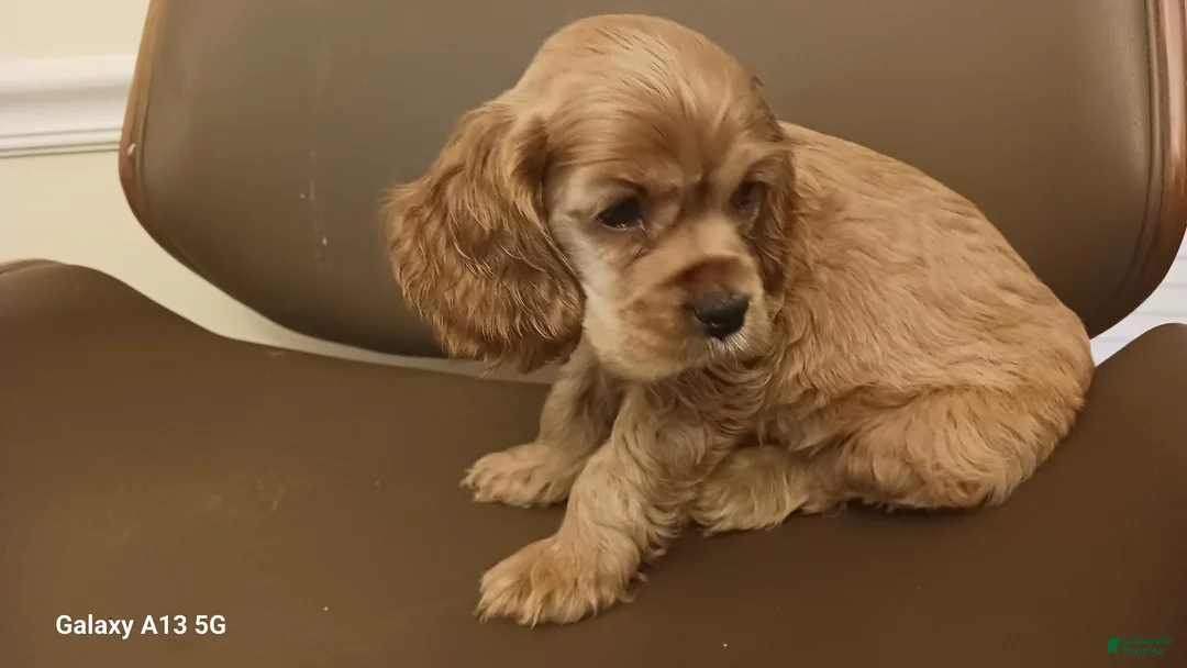 Cocker Spaniel dogs for sale: Cocker Spaniel Puppy 2 - Ad 2