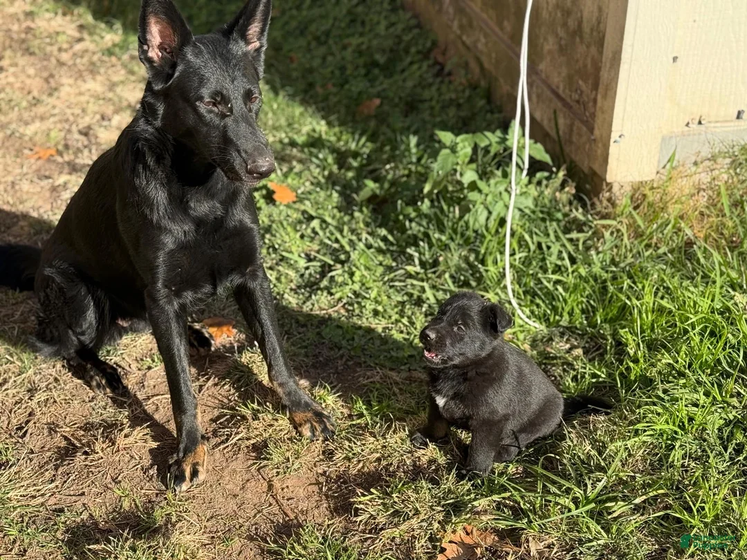 German Shepherd dogs for sale: German Shepherd Puppy 1 - Ad 8