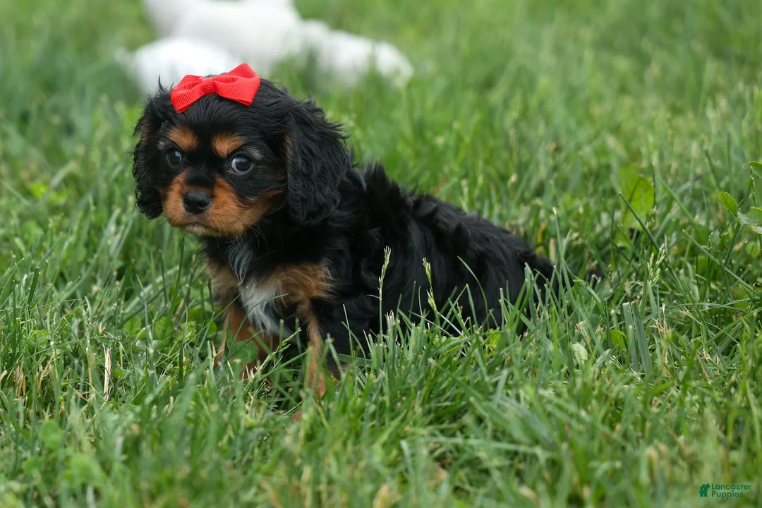 Cavalier King Charles Spaniel dogs for sale: Romeo 🐶 - Ad 2