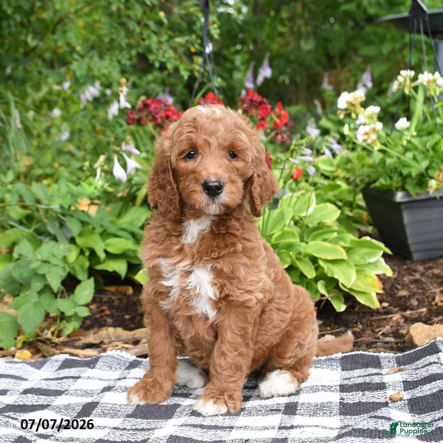 Goldendoodle dogs Rosalie - Ad 1
