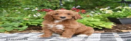 Goldendoodle dogs for sale: Rosalie - Ad 1