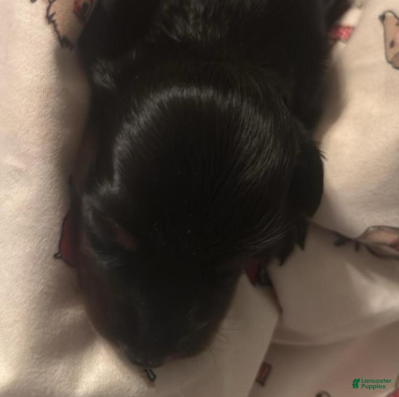 Dachshund dogs Faith-Long Hair - Ad 1