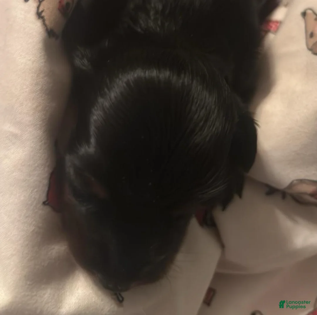 Dachshund dogs for sale: Faith-Long Hair - Ad 1