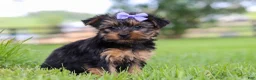 Yorkshire Terrier dogs for sale: Chloe - Ad 5