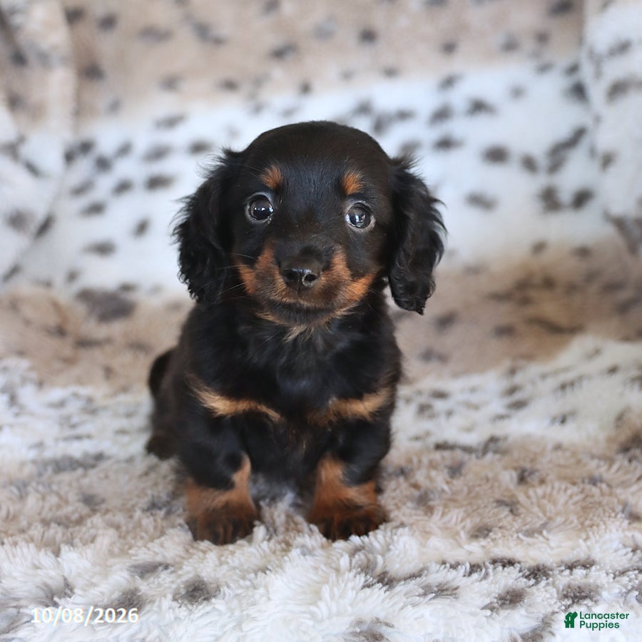 Miniature Dachshund dogs Minnie - Ad 1