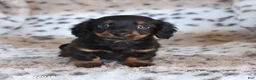Miniature Dachshund dogs for sale: Minnie - Ad 1