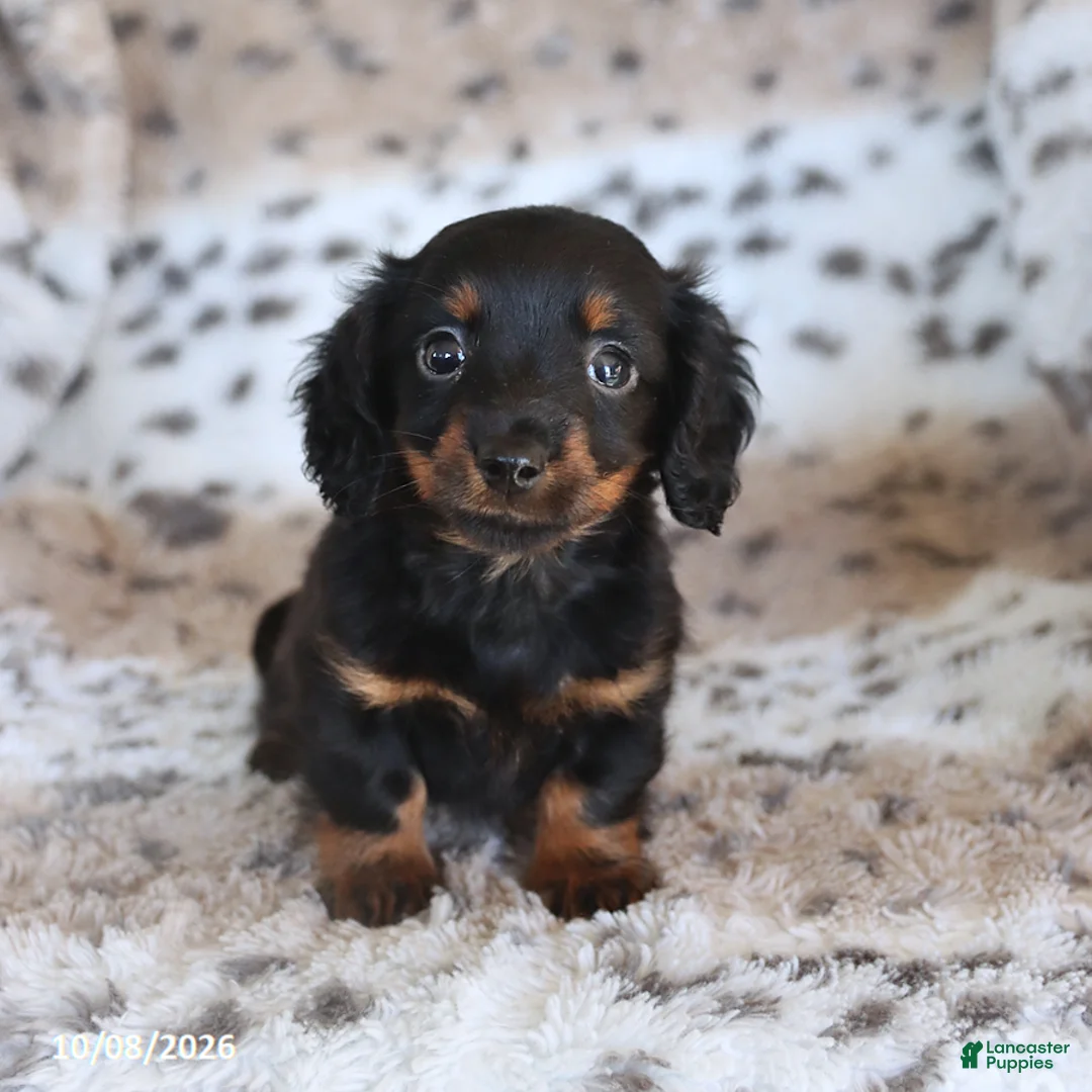 Miniature Dachshund dogs for sale: Minnie - Ad 1