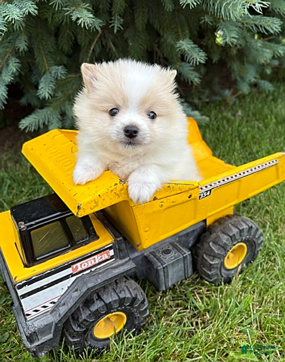 Pomeranian dogs for sale: Kai - Ad 1