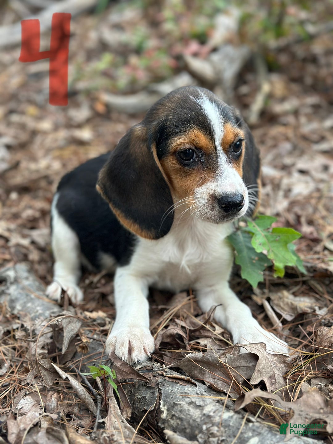 Breed Beagle Corgi Puppies For Sale Sale Corgi Beagle Mix Puppy