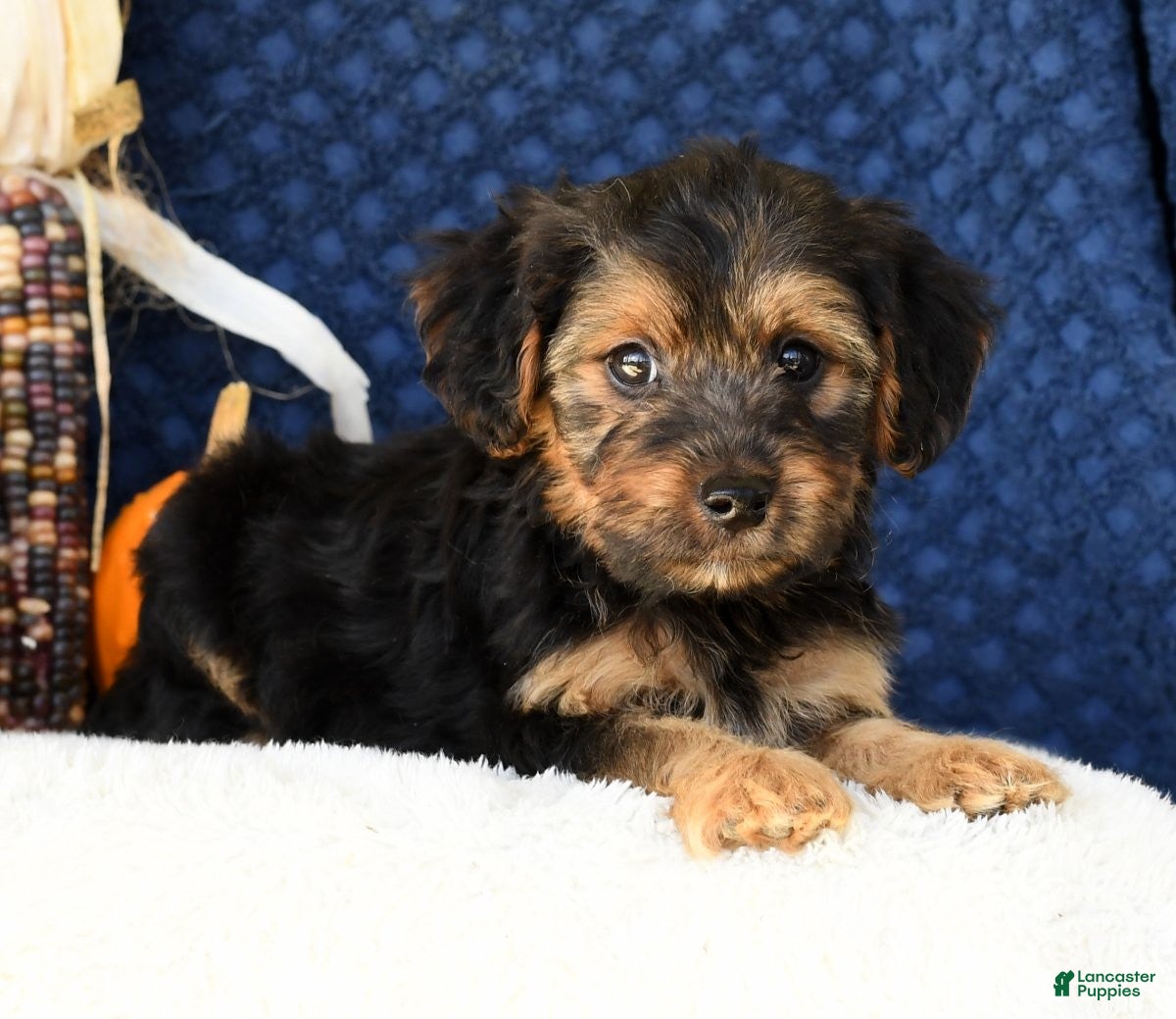 Yorkie Poo Mini Yorkie Price Yorkiepoo Puppies For Sale Lancaster