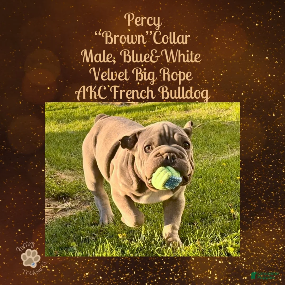 French Bulldog dogs for sale: Percy “Brown” Collar, Male - Ad 2