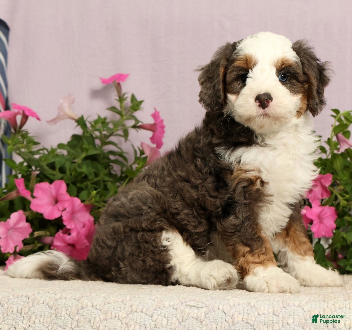 Mini Bernedoodle dogs Jarrett - Ad 2
