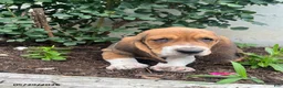 Basset Hound dogs for sale: Jett - Ad 4