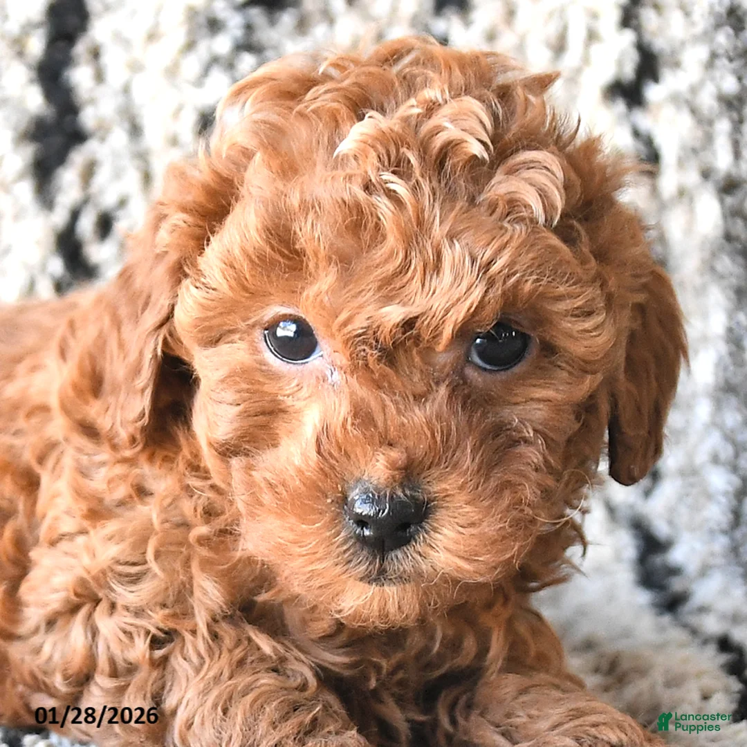 Toy Poodle dogs for sale: Olivia - Ad 2