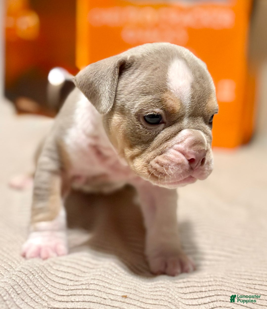 Olde English Bulldogge dogs for sale: Spencer - Ad 9