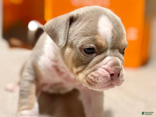 Olde English Bulldogge dogs Spencer - Ad 24