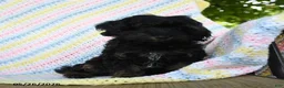 Havapoo dogs for sale: Button - Ad 3