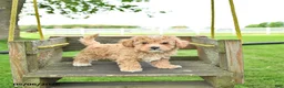 Mixed Breed dogs for sale: Chase - Ad 4