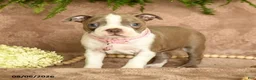 Boston Terrier dogs for sale: Minnie - Ad 2
