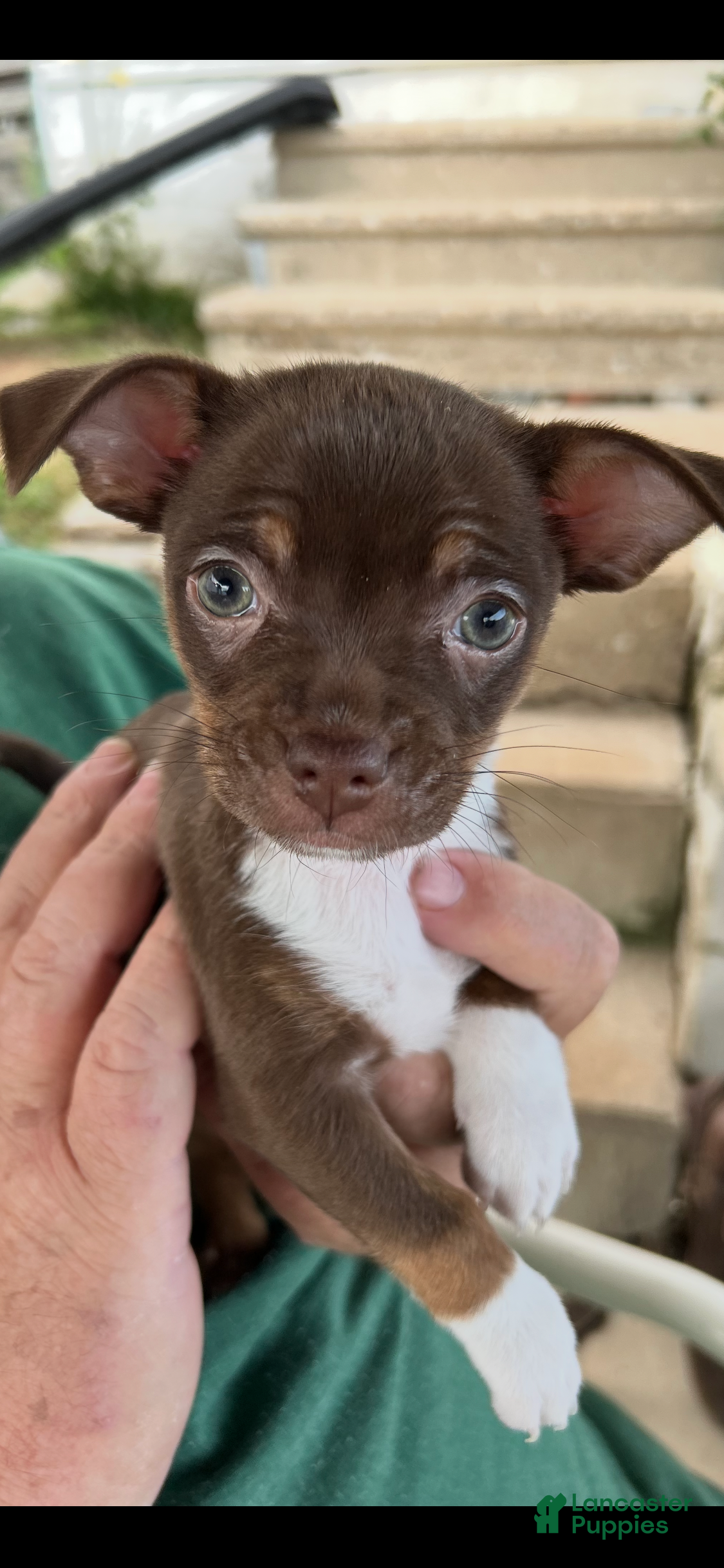 Mixed Breed dogs Mixed Breed 2 - Ad 34